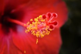 red and yellow flower in macro photography representing blooming from within 