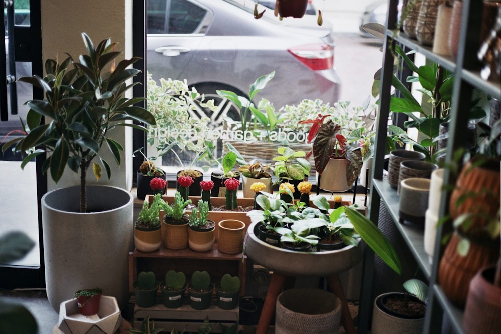 green potted plants on brown clay pots