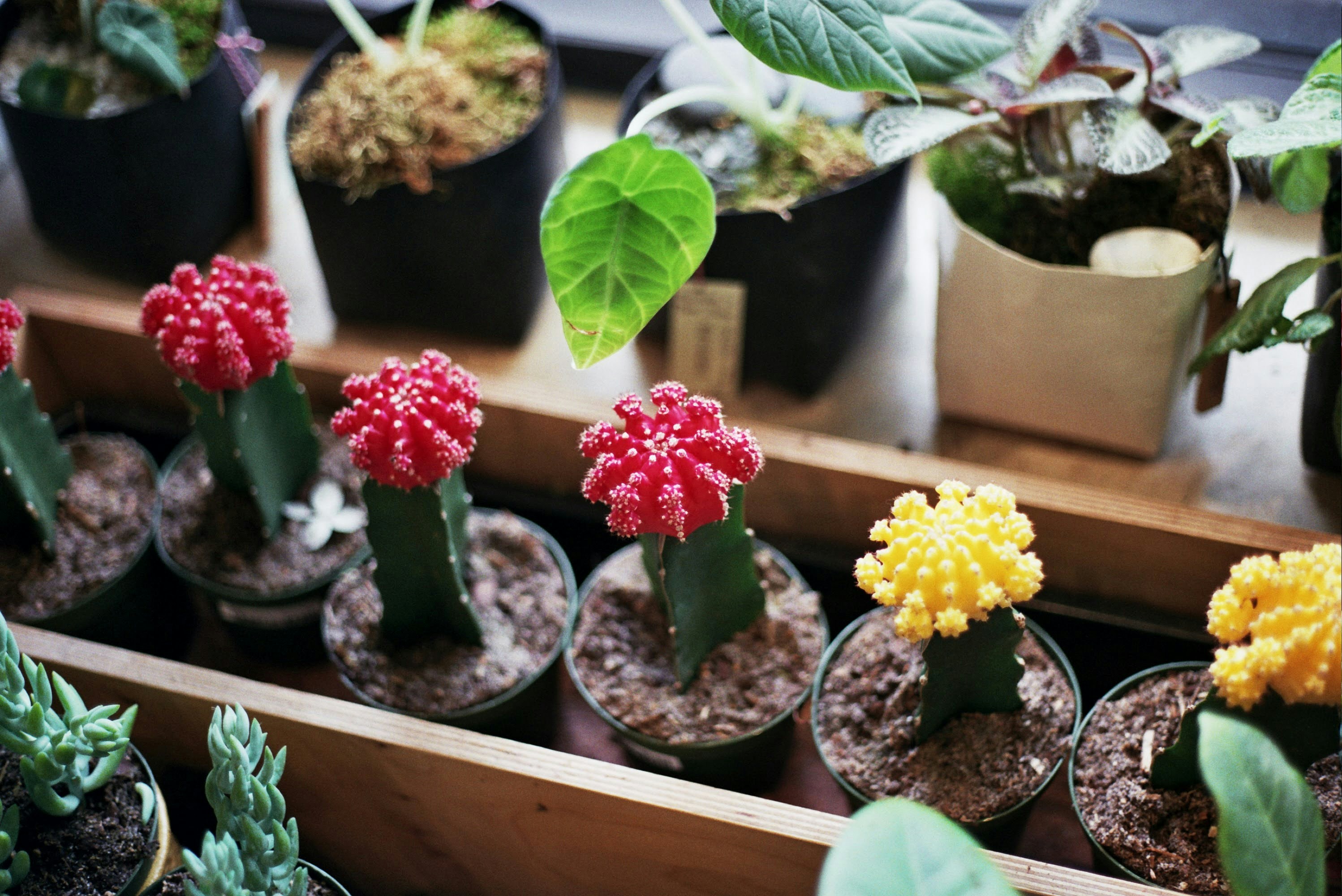 Photo by khristian_ortiz