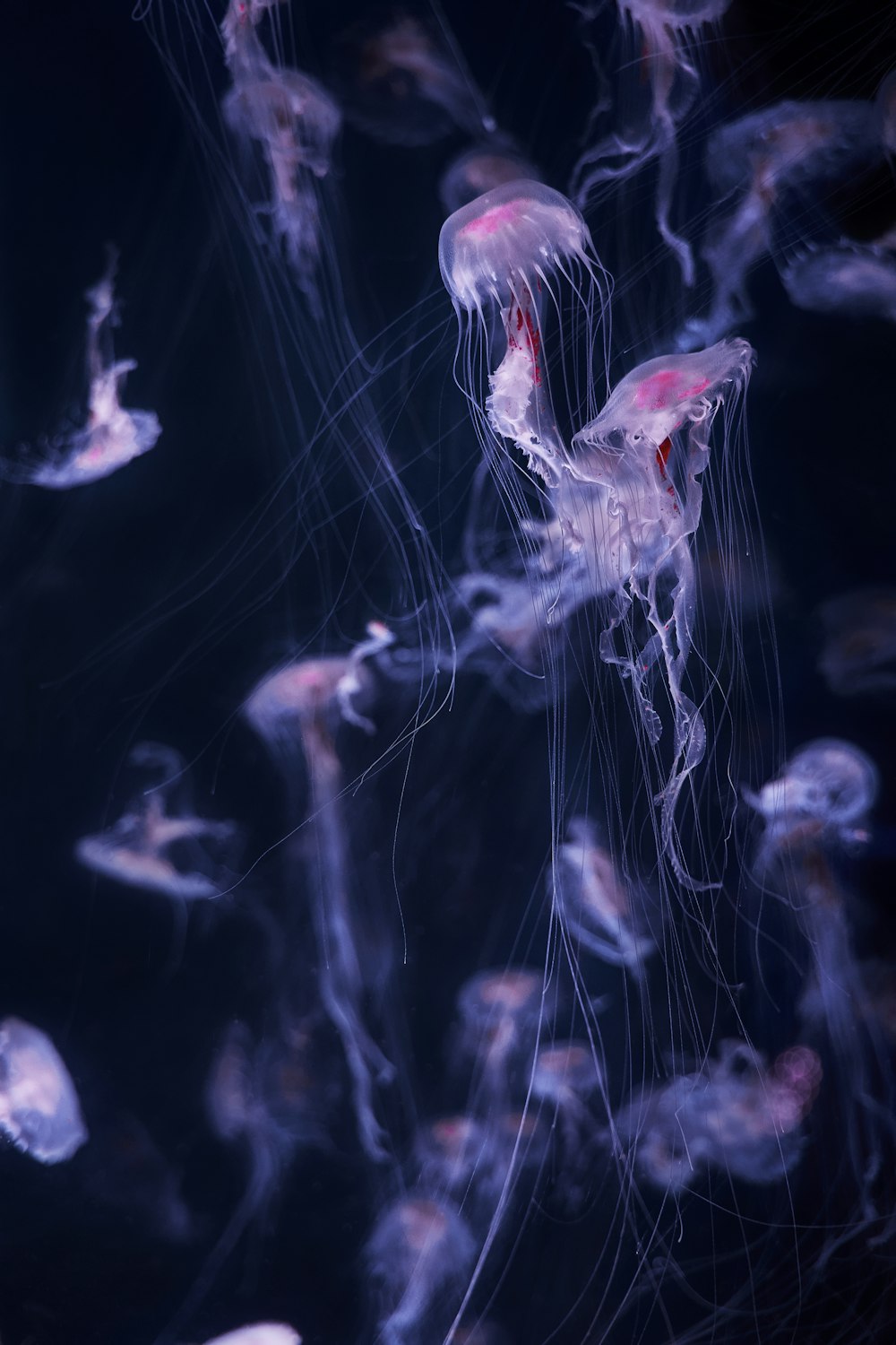 white and pink jellyfish in water