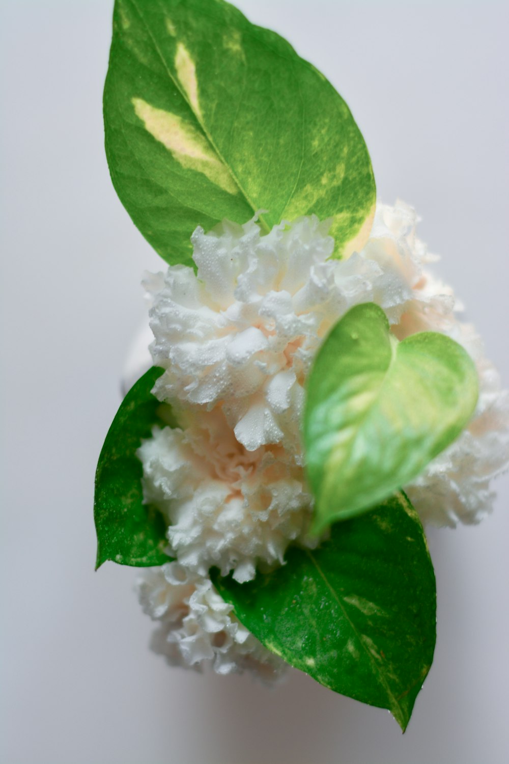 white and yellow flower with green leaves