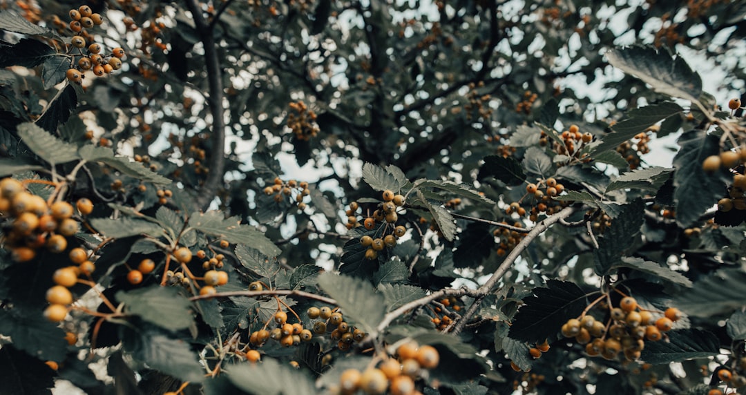 yellow and green leaves during daytime