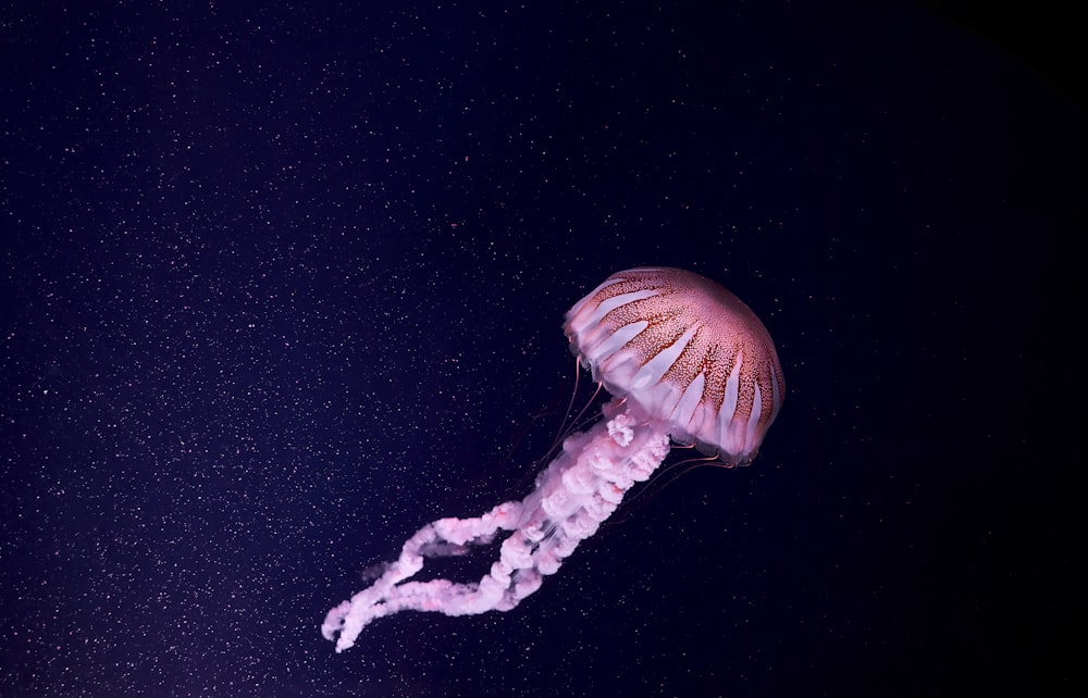 white and brown jellyfish on black background