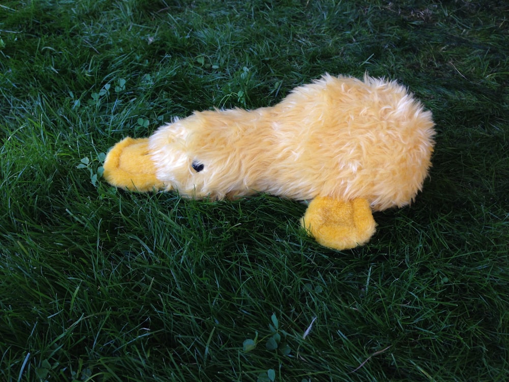 yellow duck plush toy on green grass