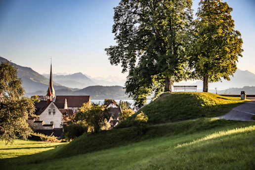 green tree on green grass field near white and brown concrete building during daytime