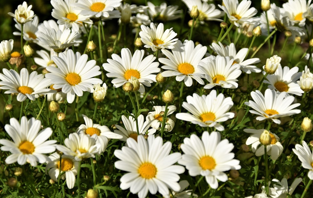 white daisy flowers in bloom during daytime