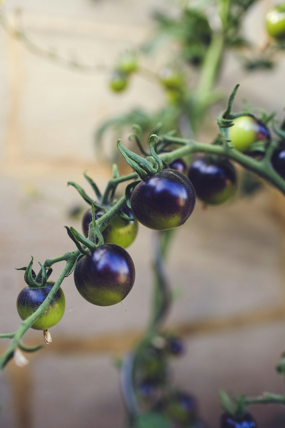 green round fruit in close up photography