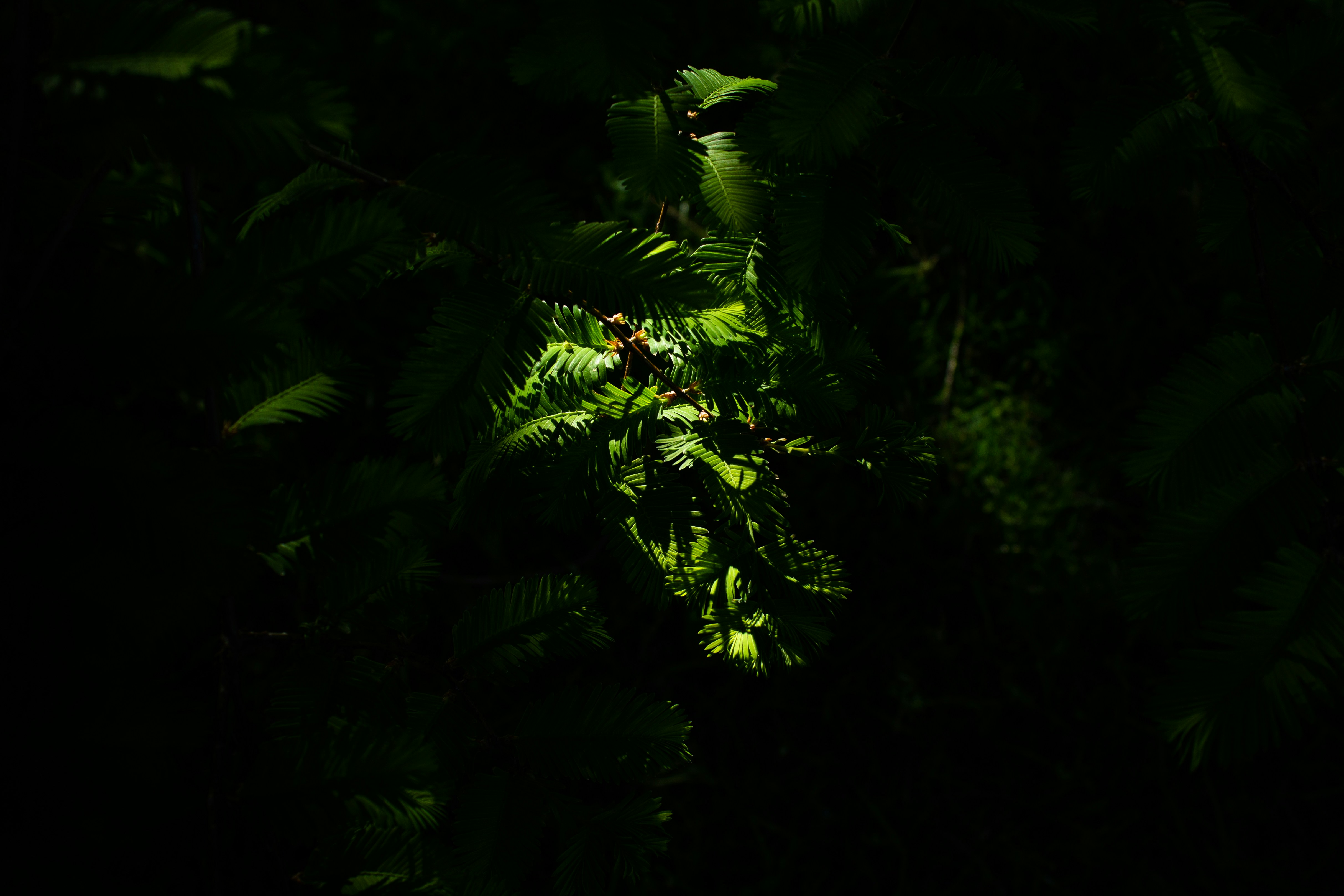 green leaves in close up photography