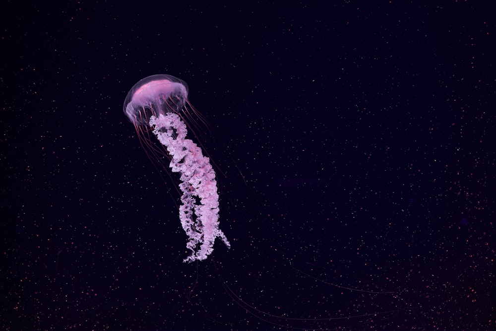 White Jellyfish In Black Background Photo Free Jellyfish Image On Unsplash