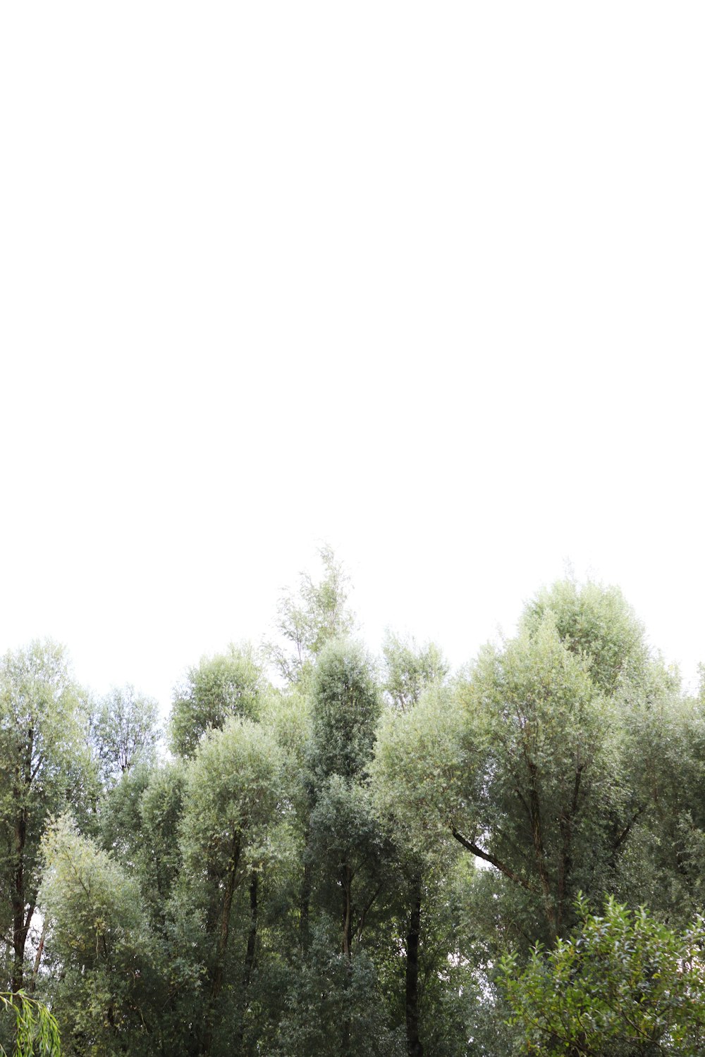 green trees under white sky during daytime