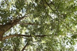 green and brown tree during daytime