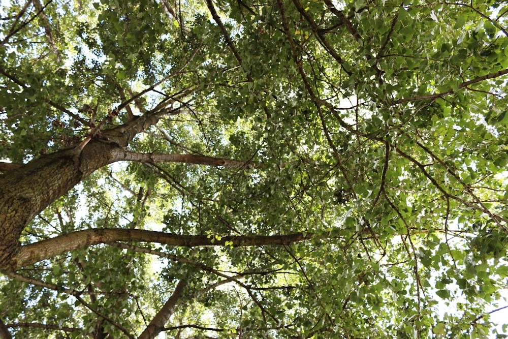 árbol verde y marrón durante el día