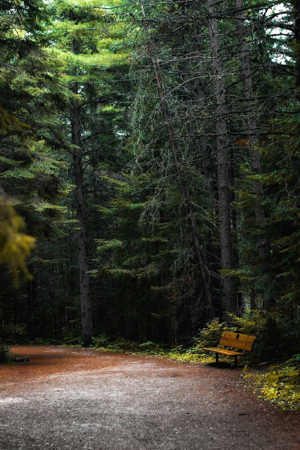 green trees on brown soil