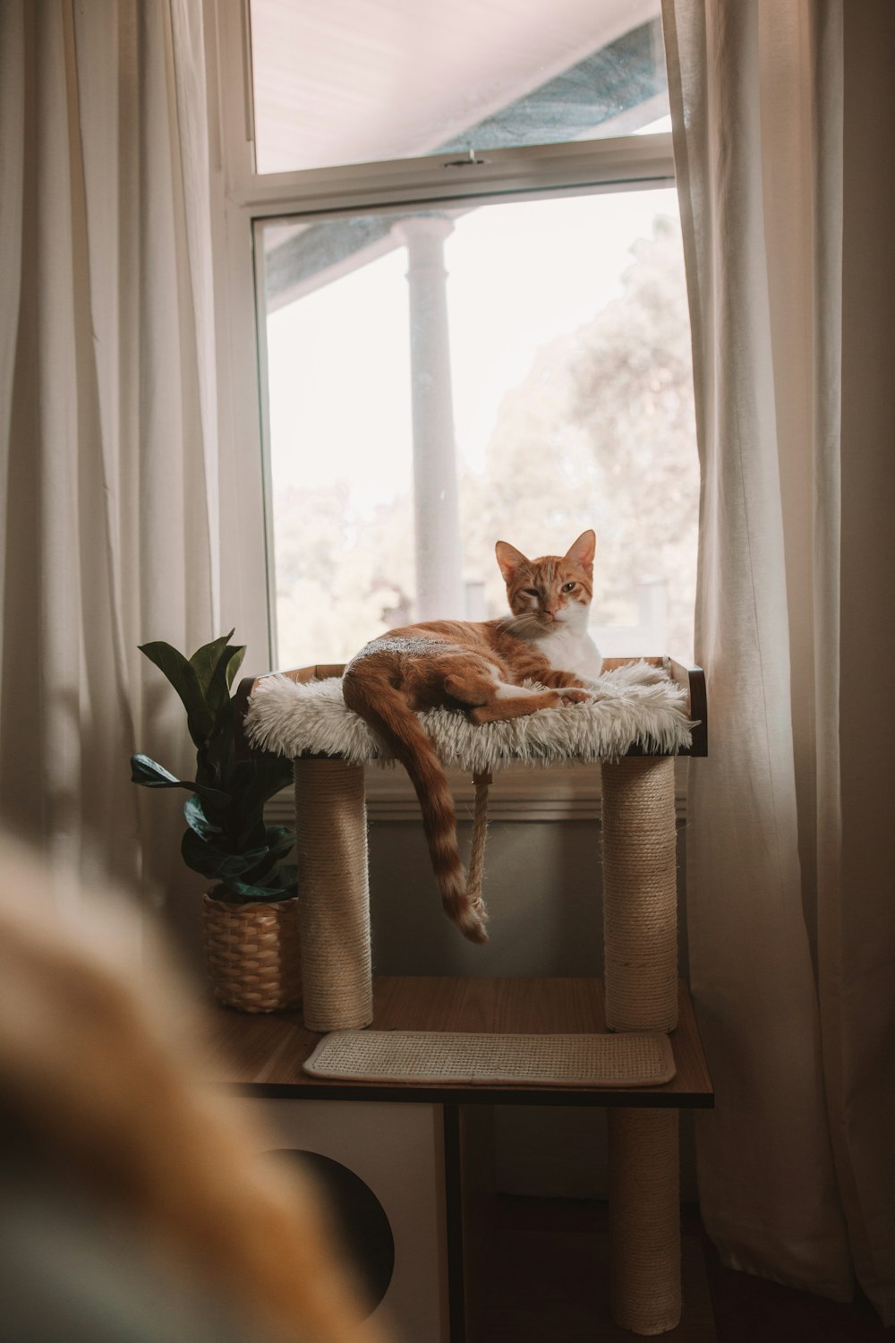 orange and white cat on brown woven basket