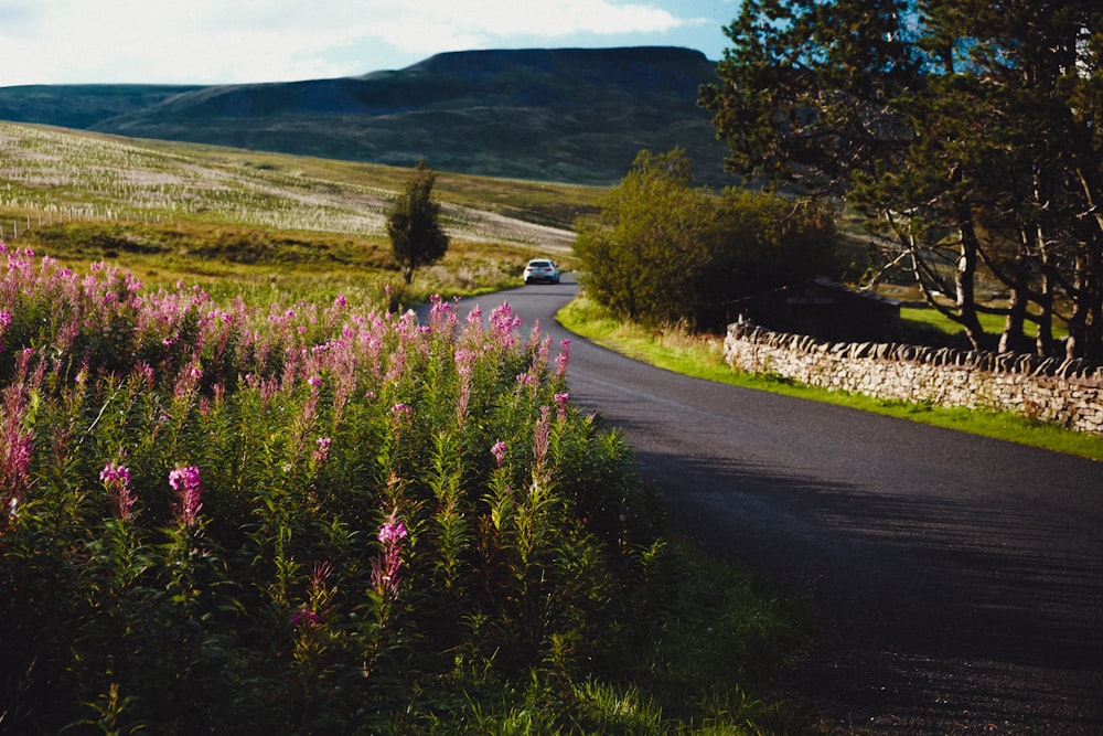 purple flowers beside gray asphalt road during daytime