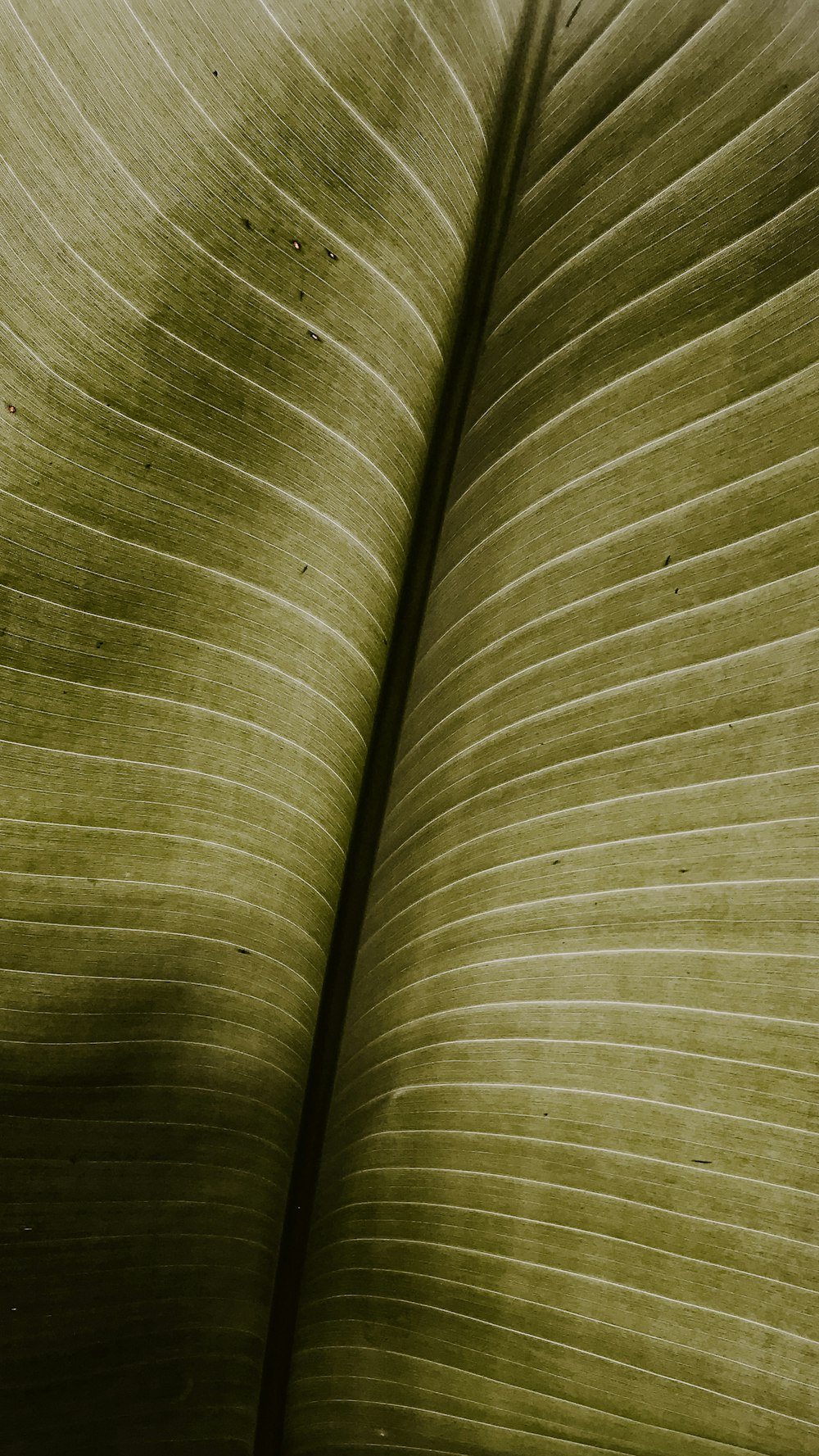 gray and white striped textile