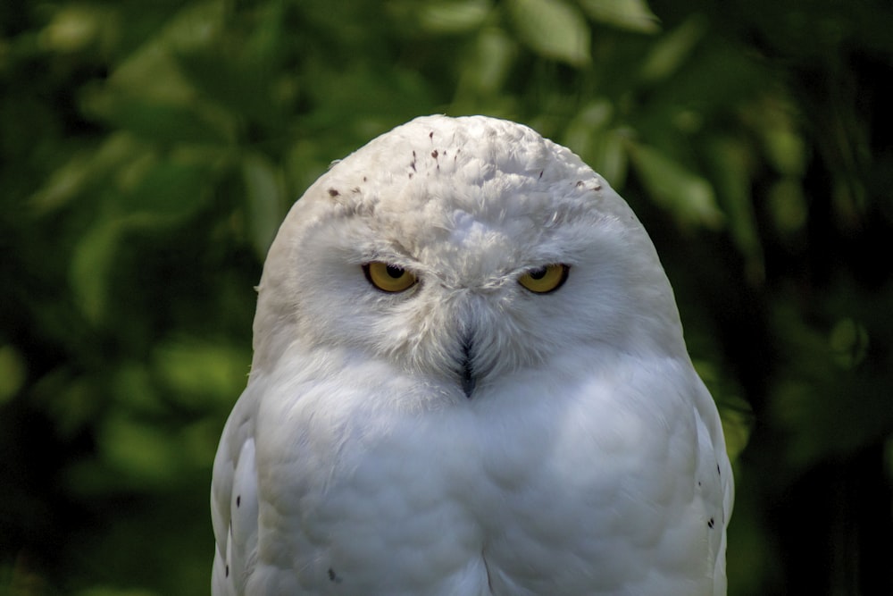 white owl in close up photography