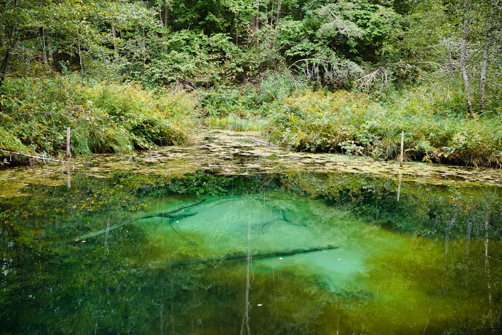 green water river between green trees during daytime