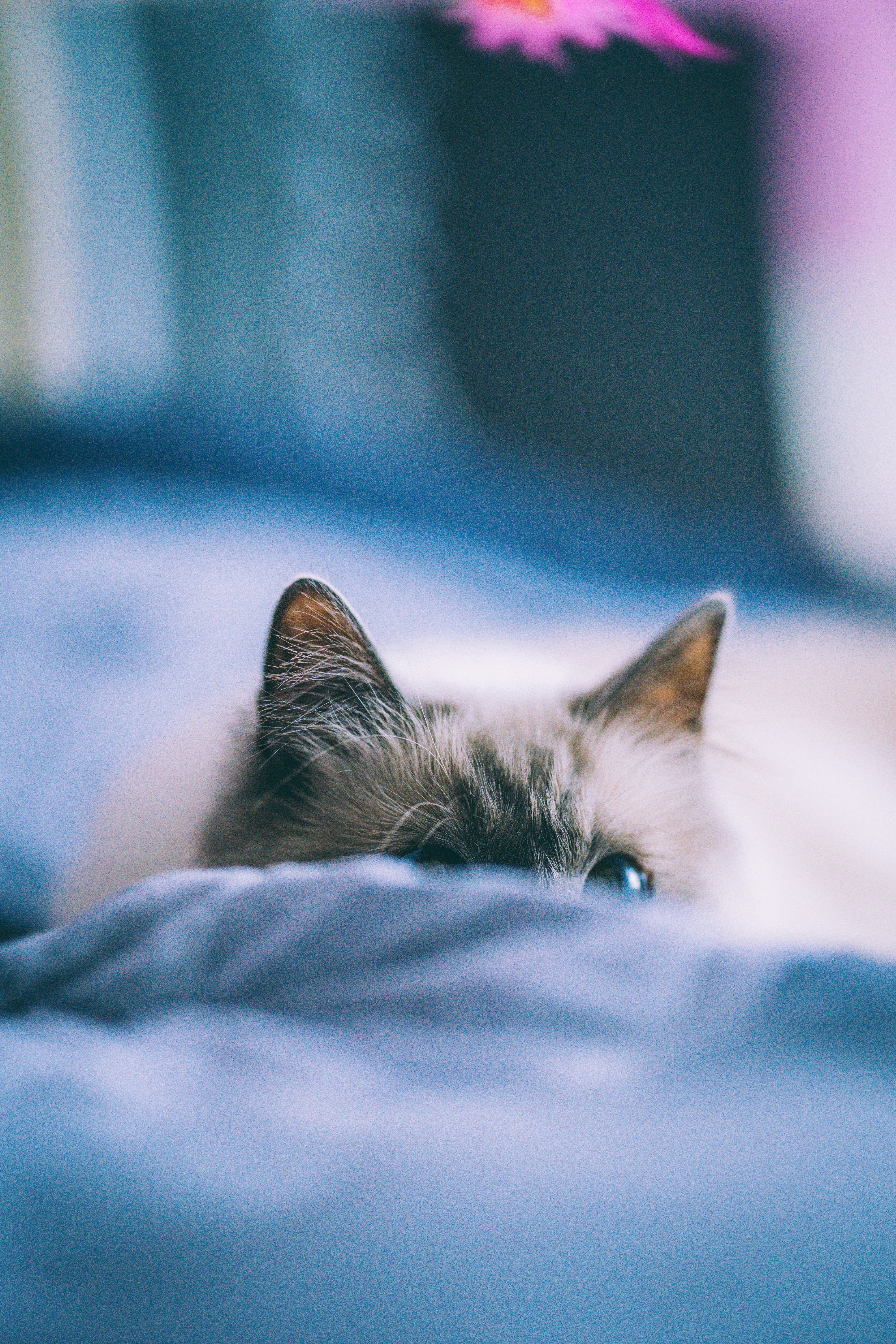 silver tabby kitten lying on blue textile