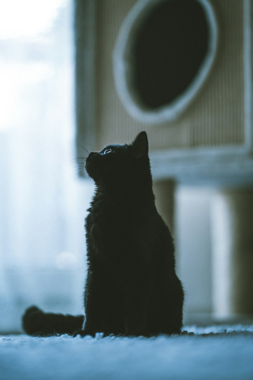 gato preto olhando para a janela