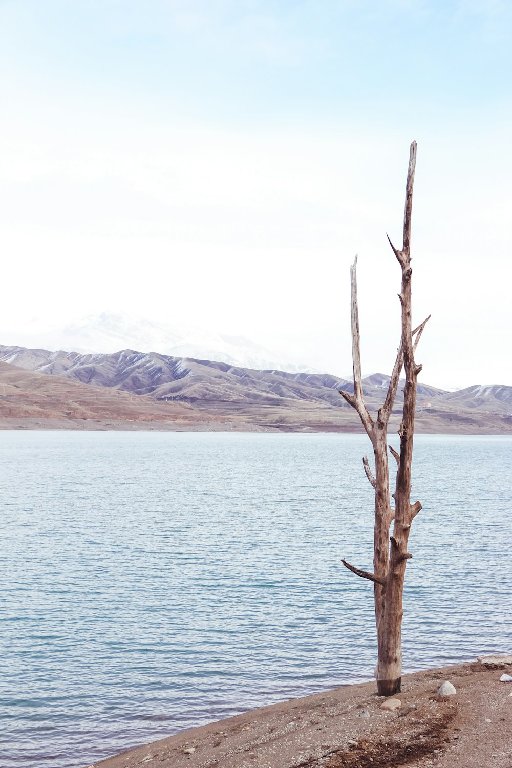 brown tree branch on body of water during daytime