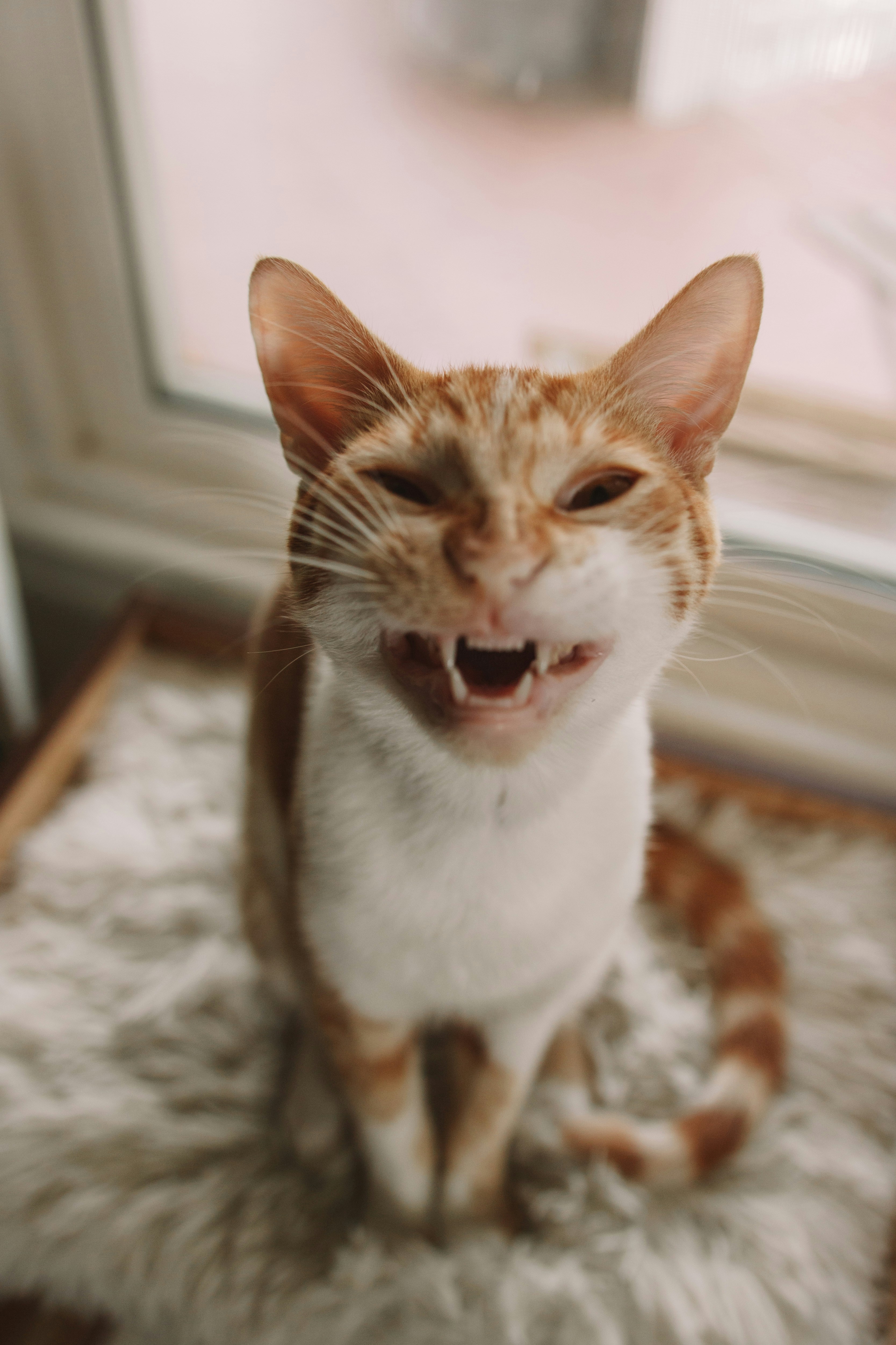 white orange tabby cat