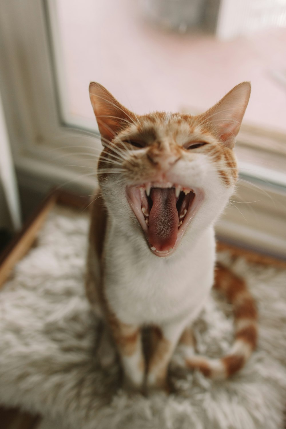 orange and white tabby cat