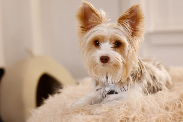 A fluffy Pomeranian sitting comfortably on a cream-colored cushion, looking curious.