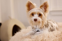 A small, fluffy dog with tan and white fur sits on a fuzzy, cream-colored blanket. Its ears are large and pointed, and it has a curious, attentive expression. In the background, there is a soft-focused object that resembles a pet bed.