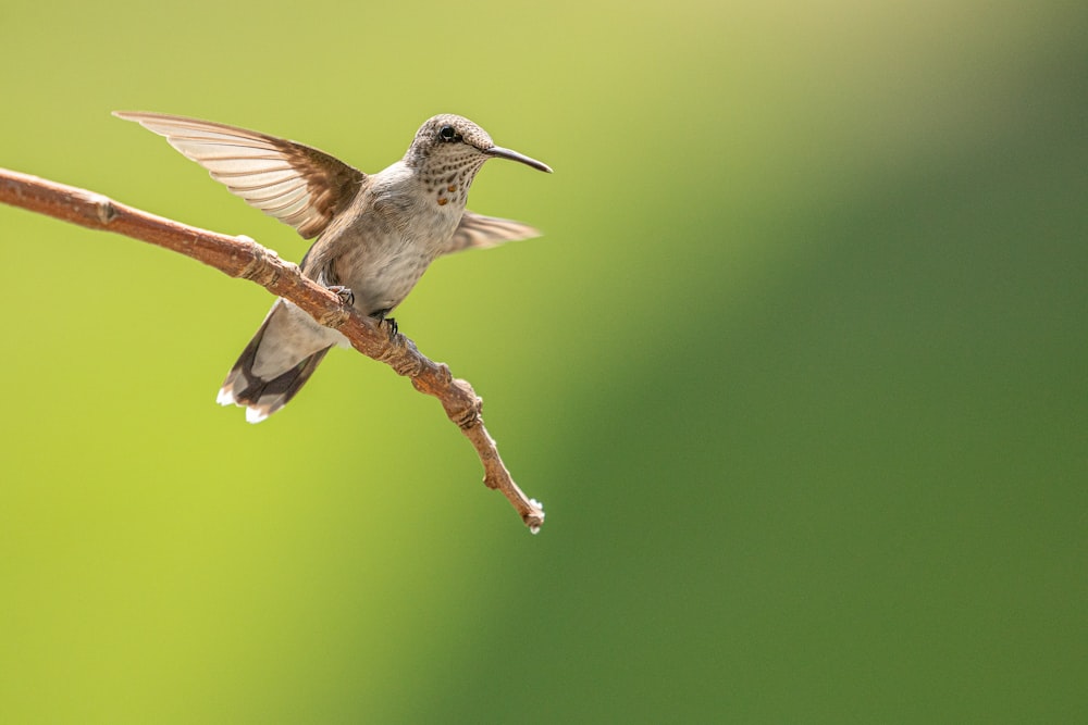 brown and white humming bird flying