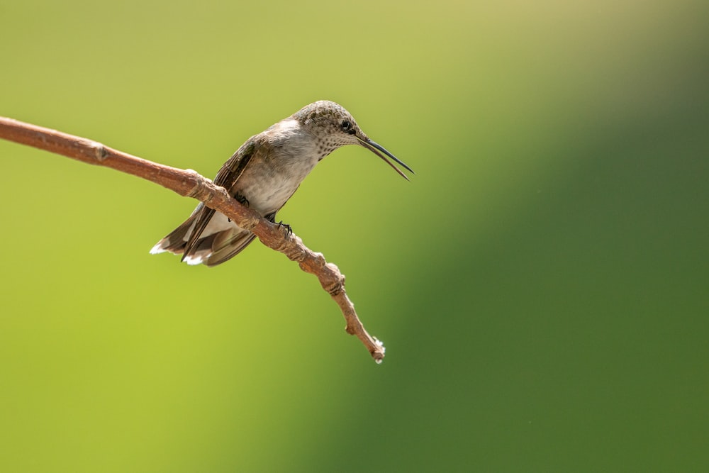 brown and white humming bird on brown tree branch