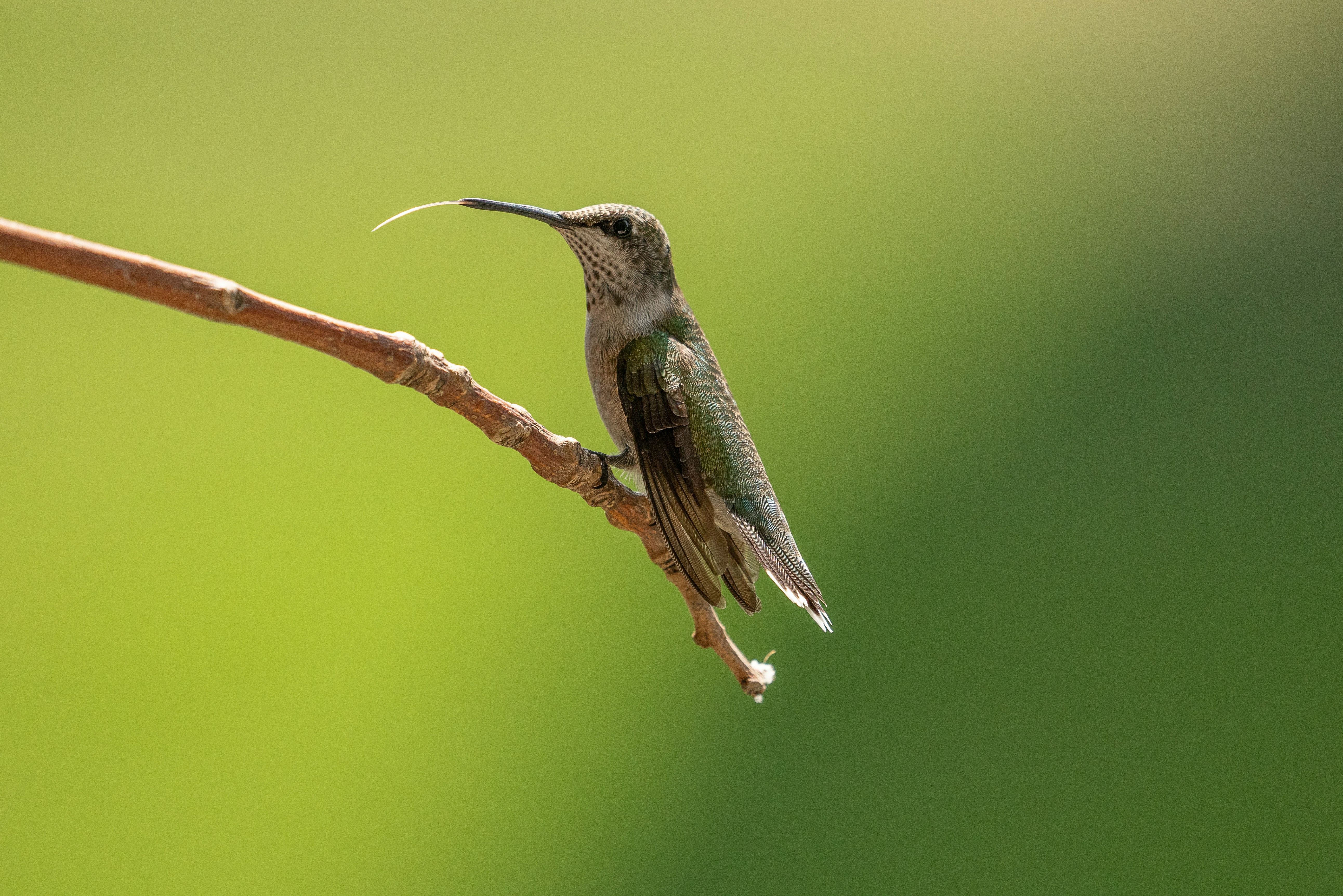 Hummingbird feeder hung at ideal height in a garden