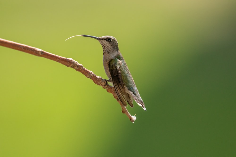 green and black humming bird on brown branch