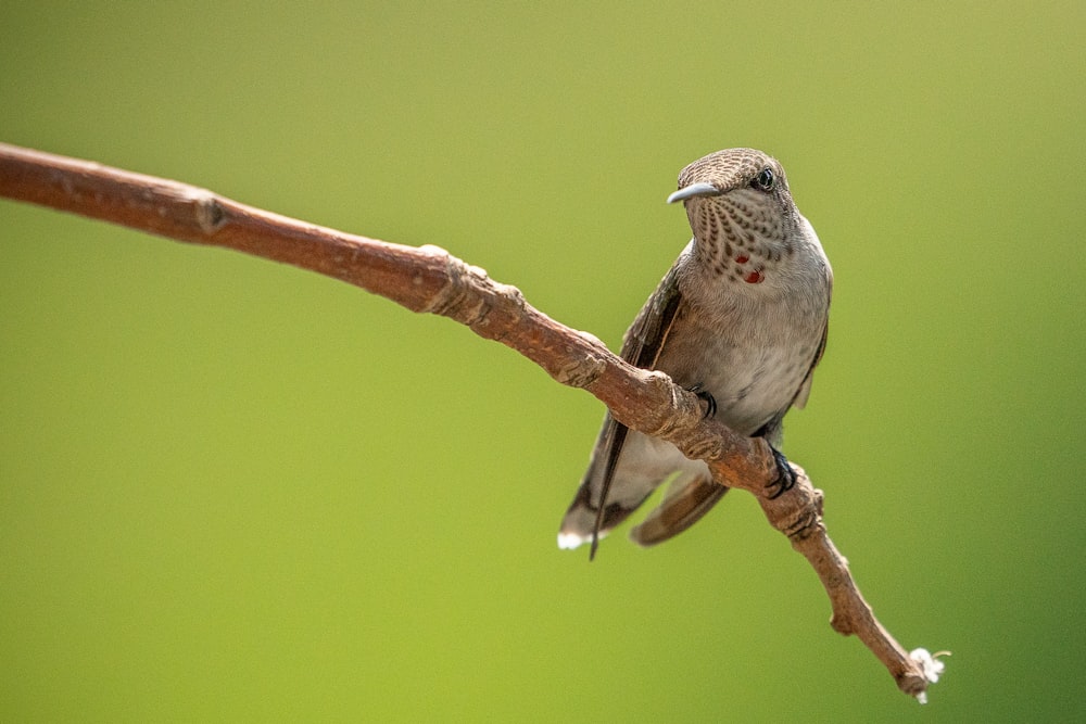 brown and white bird on brown tree branch