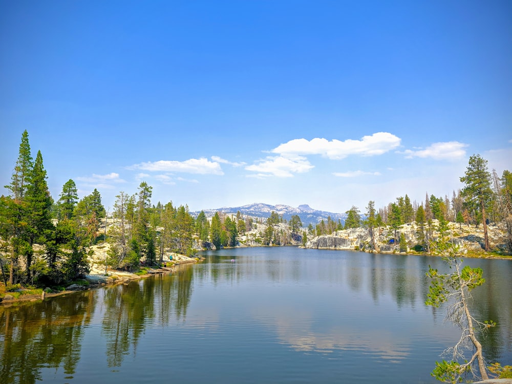 green trees near lake under blue sky during daytime