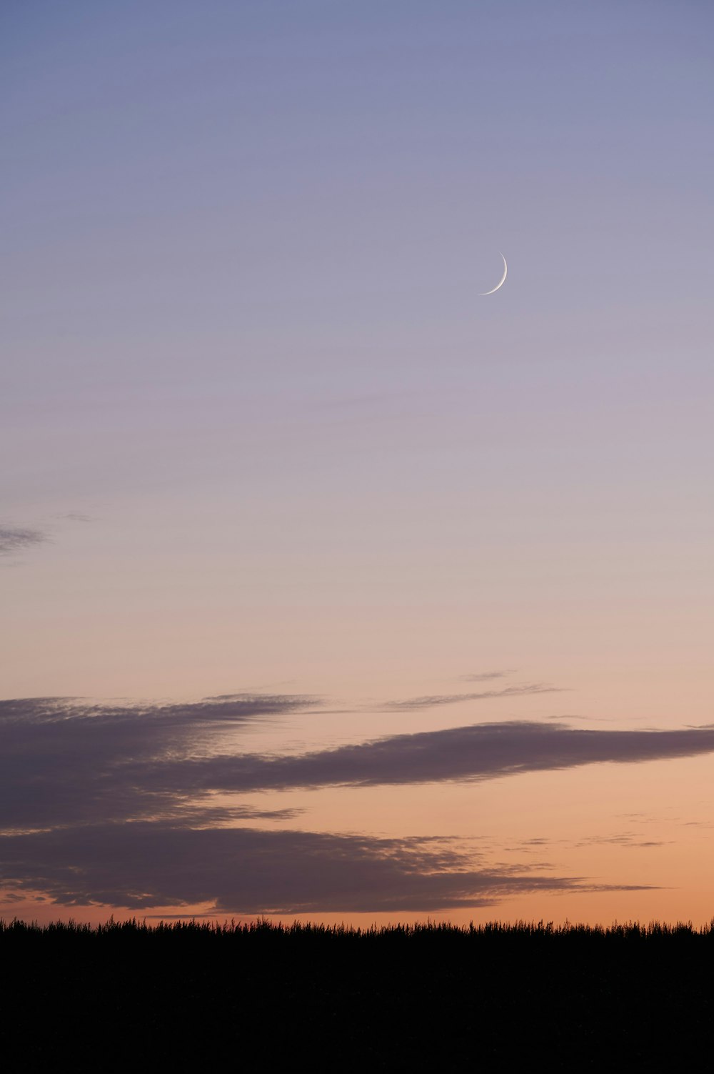 Silhouette eines Vogels, der während des Sonnenuntergangs über die Wolken fliegt