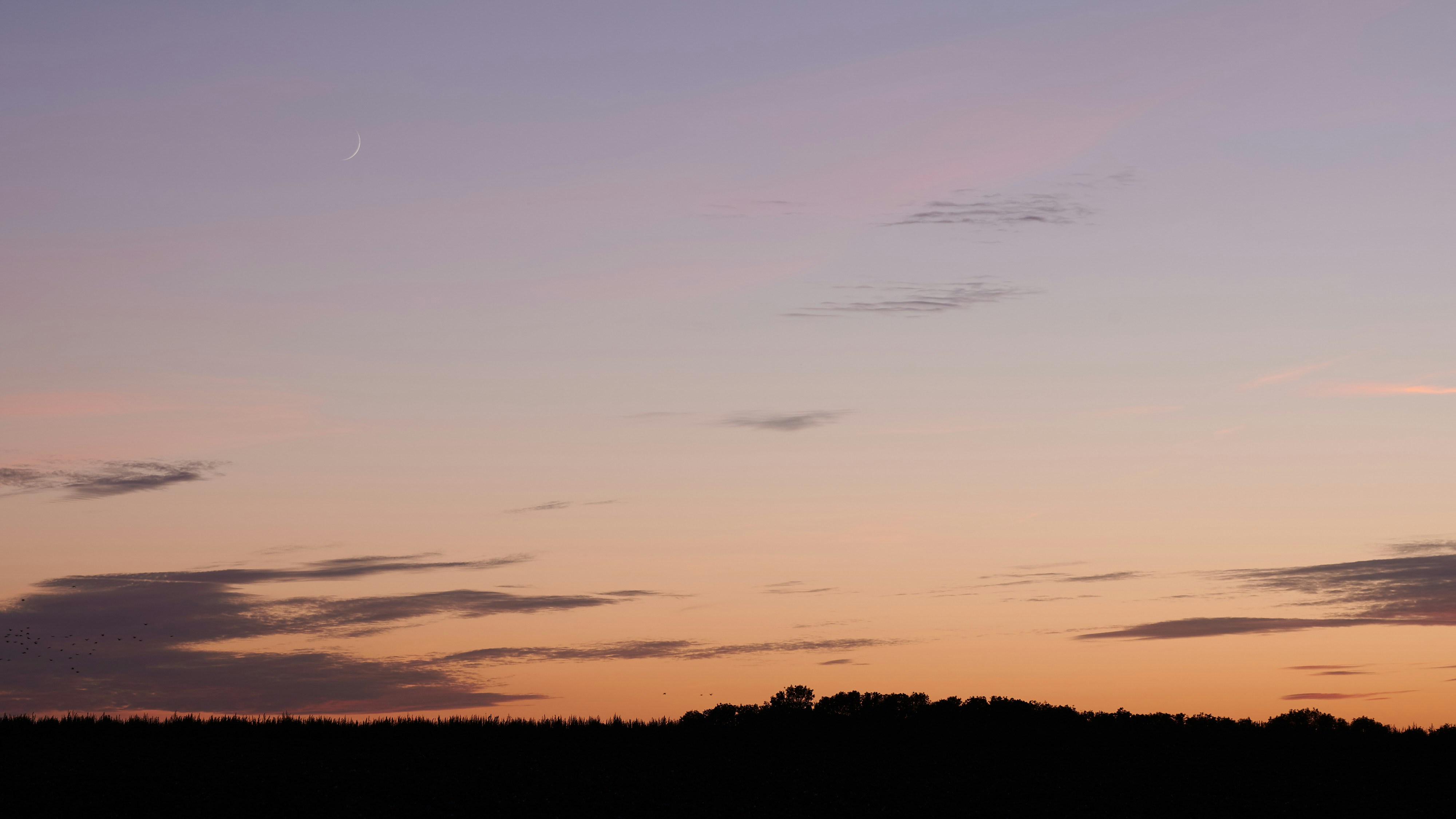 silhouette of trees during sunset