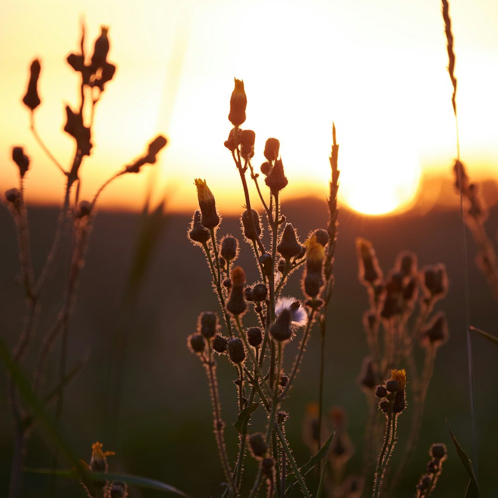 brown plant during golden hour