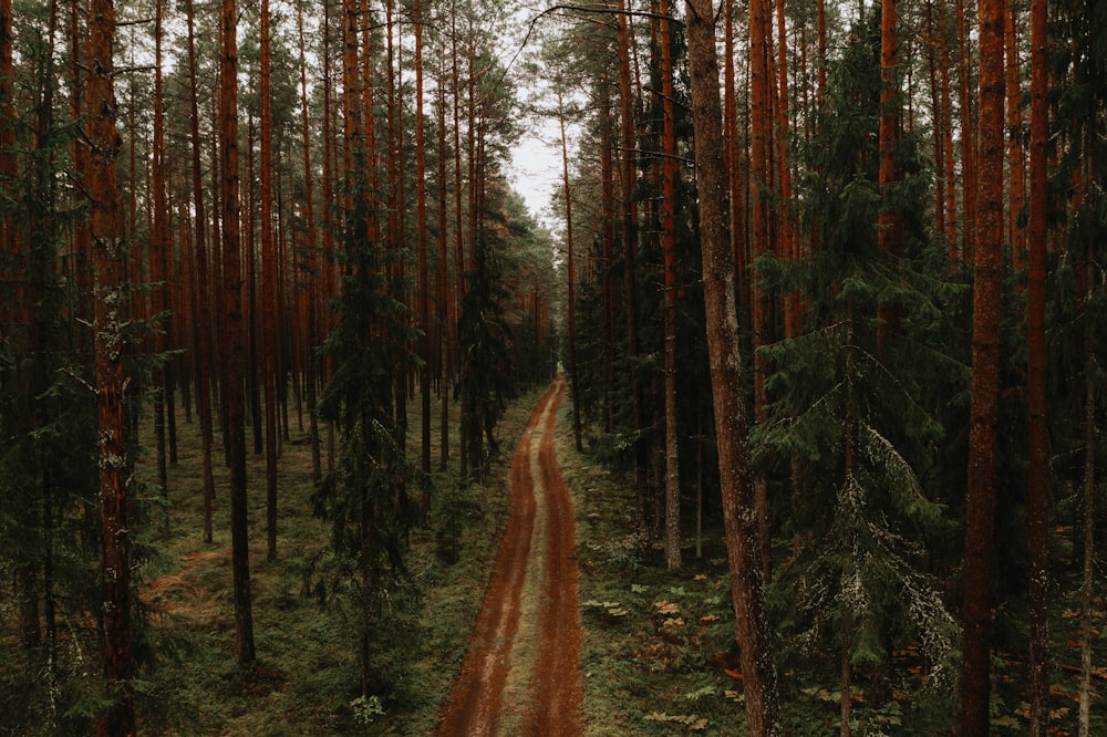 brown and green trees during daytime