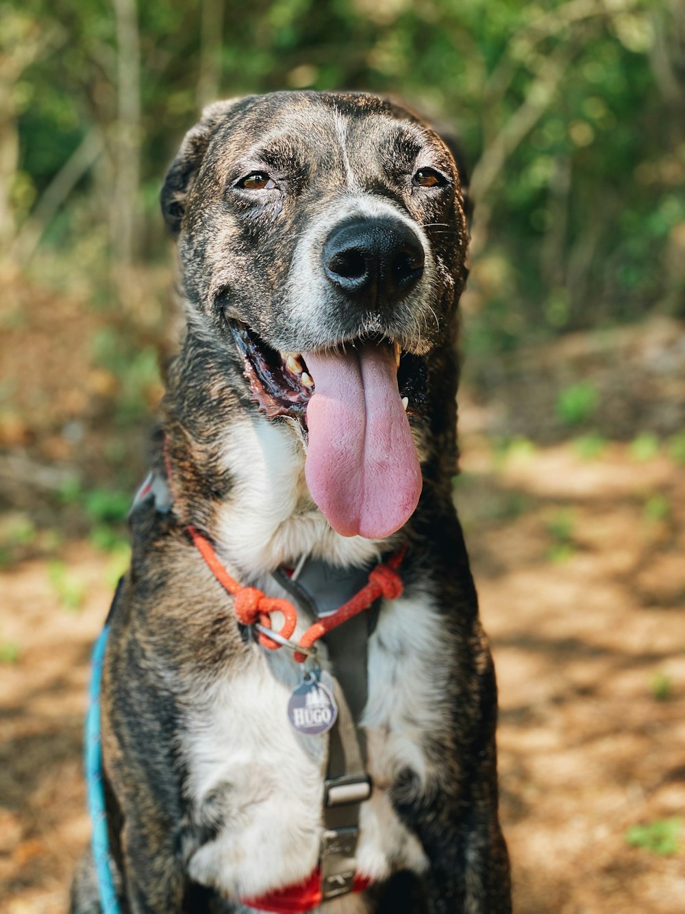 black and white short coat dog with red collar