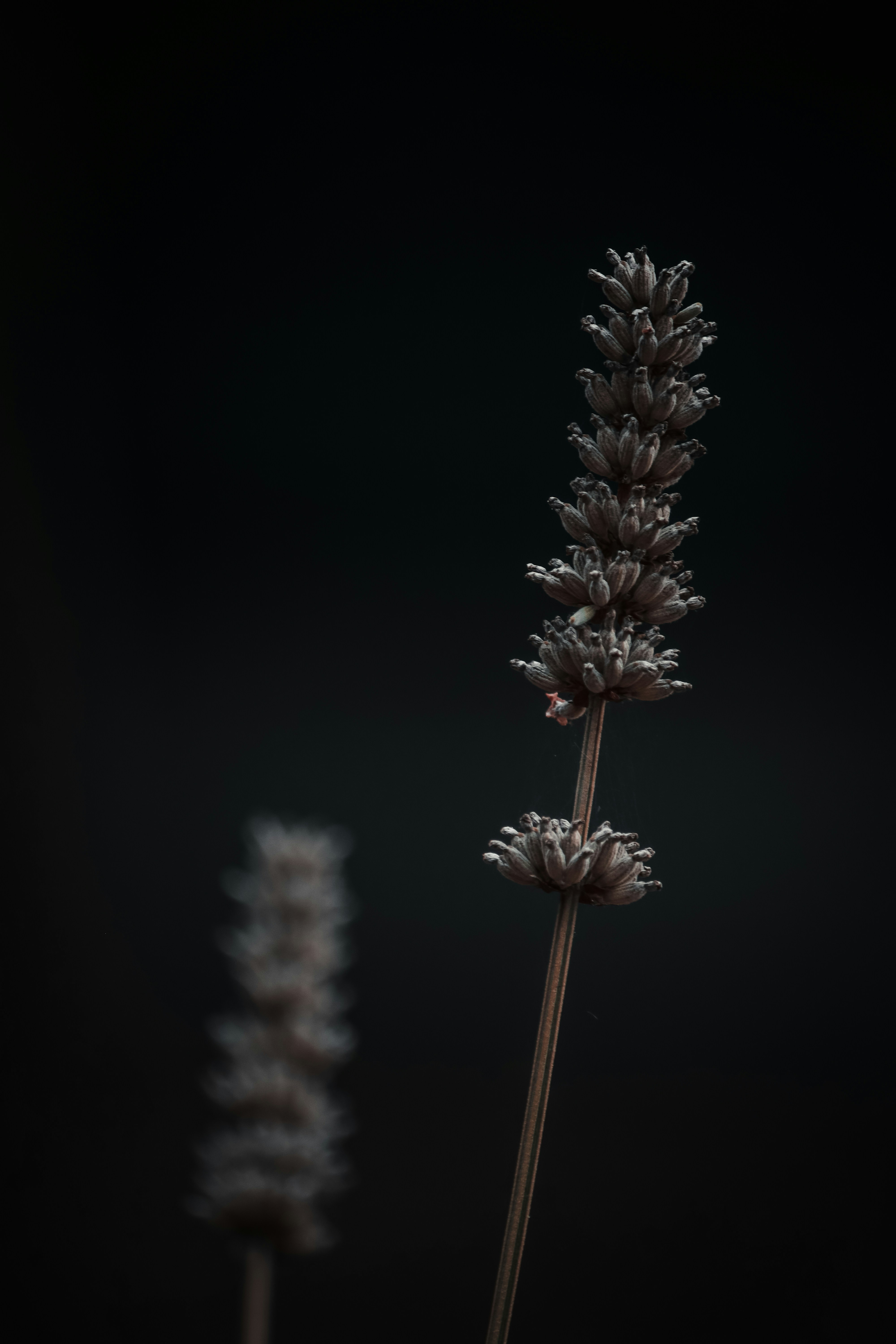 brown and white flower in close up photography