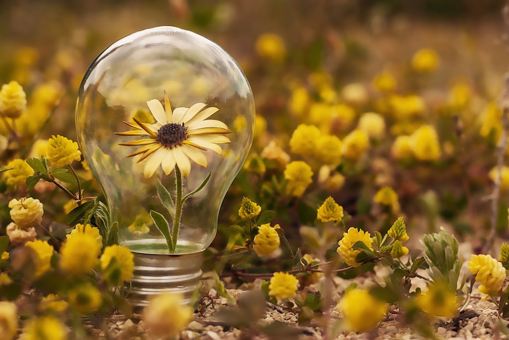 yellow flowers in clear glass vase