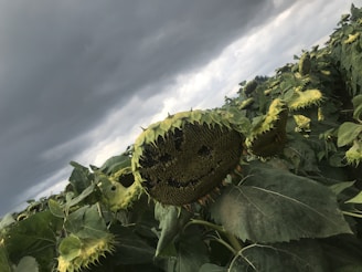 A sunflower field under a moody sky, the flowers bending slightly as if whispering secrets.