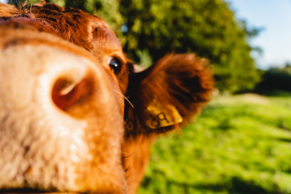 Vaca marrón mostrando la lengua durante el día