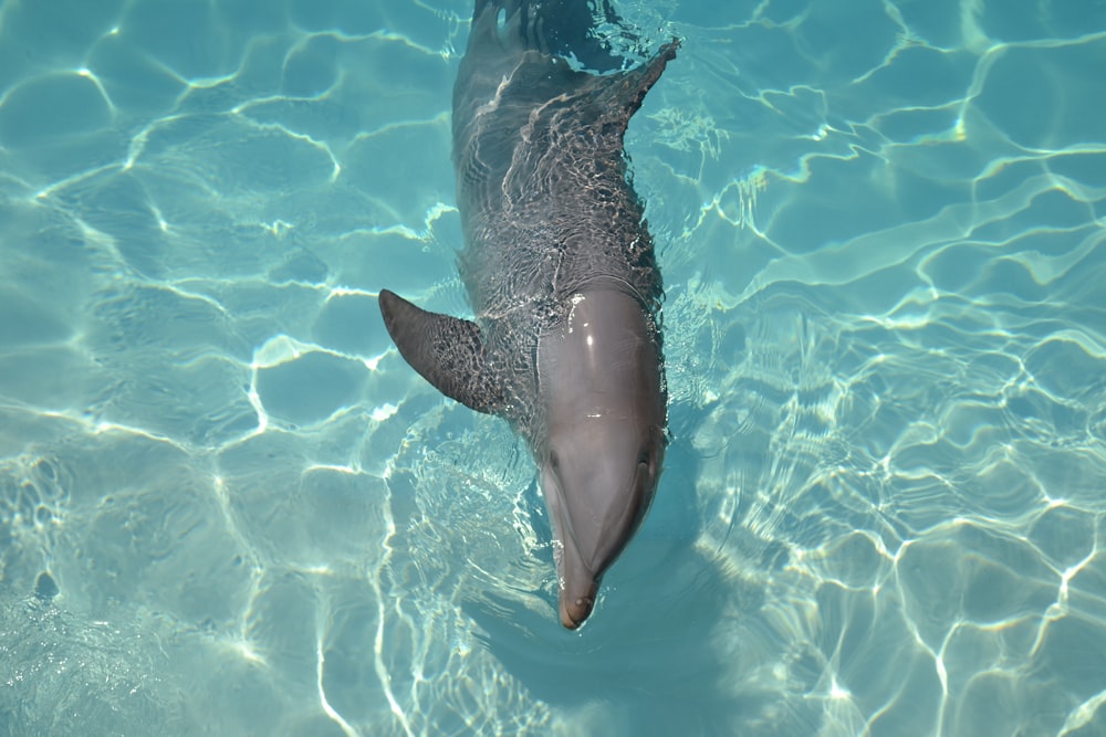 baleine noire et blanche dans l’eau