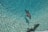 Dolphins swim gracefully in clear, turquoise water. The sunlight creates shimmering patterns on the water's surface.