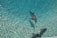 Dolphins swim gracefully in clear, turquoise water. The sunlight creates shimmering patterns on the water's surface.