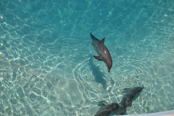 Dolphins swim gracefully in clear, turquoise water. The sunlight creates shimmering patterns on the water's surface.