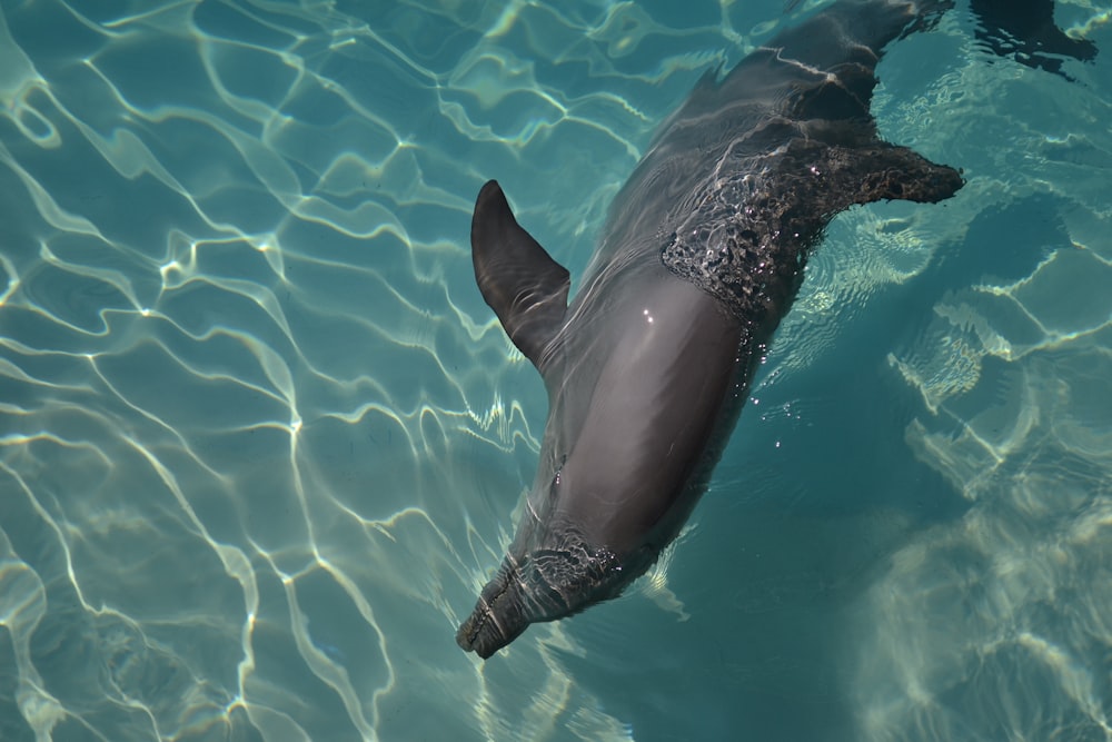 black seal in water during daytime