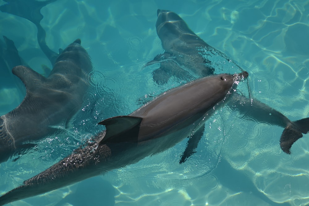 black dolphin in water during daytime